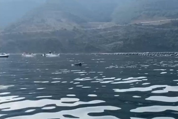 Bursa sahillerinde su samurları ve yunus balıkları g&ouml;r&uuml;ld&uuml;