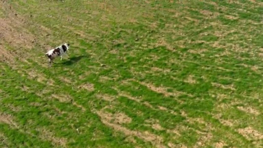 Kocaeli'de arazisinde g&ouml;rd&uuml;ğ&uuml; ineği drone ile kovaladı