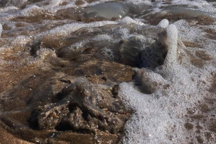 Mersin'de zehirli denizanaları belediye ekipleri tarafından toplanıyor