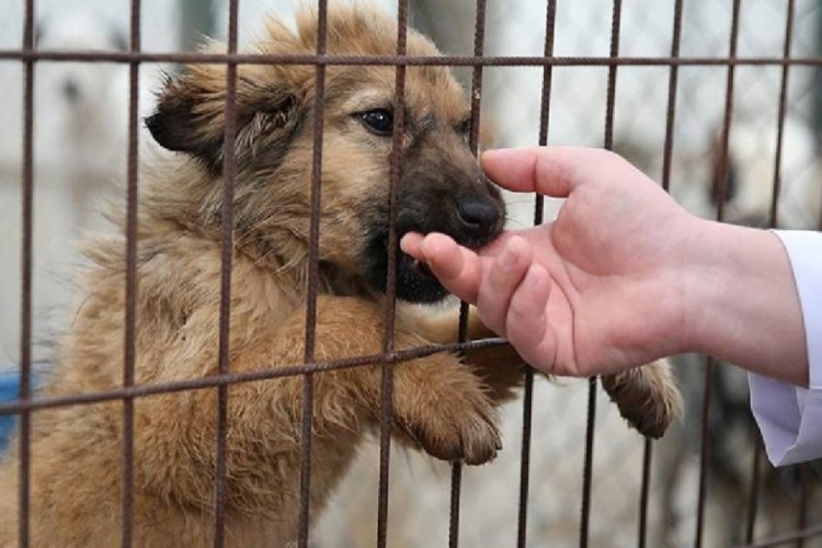 Bursa'da &uuml;retim &ccedil;iftliğinde bakımsız halde bulunan 7 k&ouml;pek koruma altına alındı
