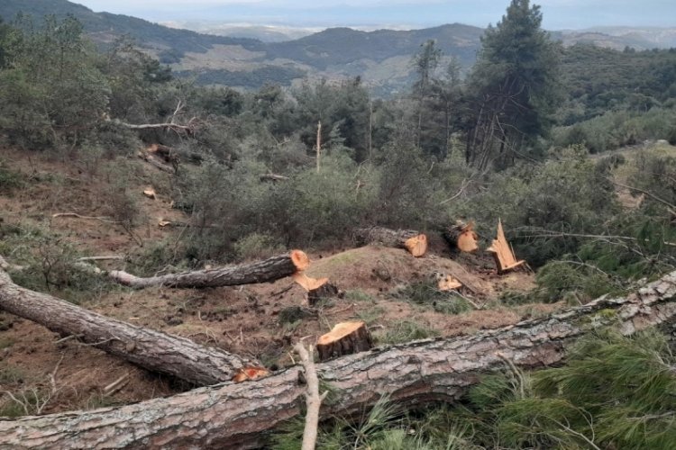 Aydın'da tarım arazisi a&ccedil;mak i&ccedil;in 250 &ccedil;am ağacını kestiler