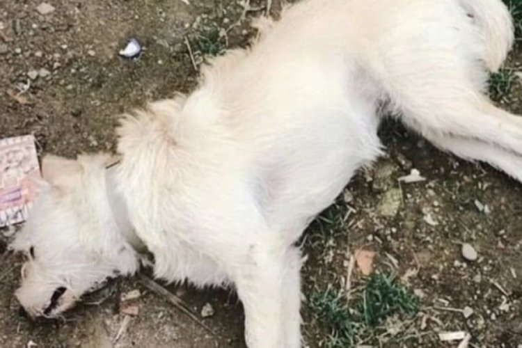 &Ccedil;anakkale'de 14 k&ouml;pek zehirlenerek &ouml;ld&uuml;r&uuml;ld&uuml;!