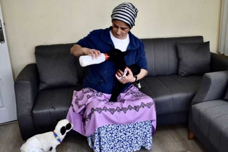 Bir haftalık kuzular evde anne şefkatiyle b&uuml;y&uuml;t&uuml;yor