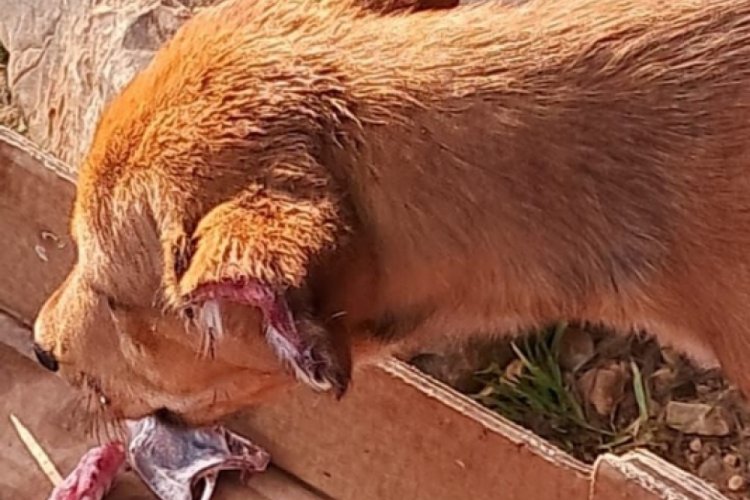 4 yavru k&ouml;peğin kulak ve kuyruklarını kestiler