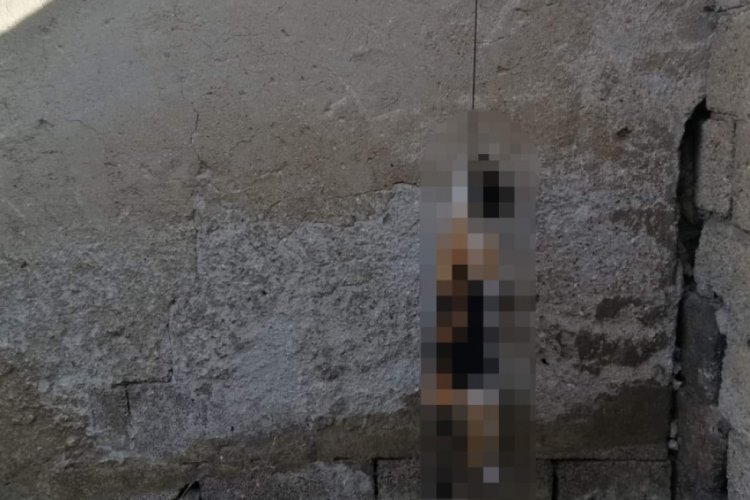 Ankara'da kedi asılarak &ouml;ld&uuml;r&uuml;ld&uuml;