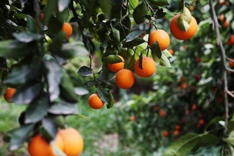 Narenciyede &uuml;r&uuml;n bol fakat hastalık &uuml;retimi tehdit ediyor!