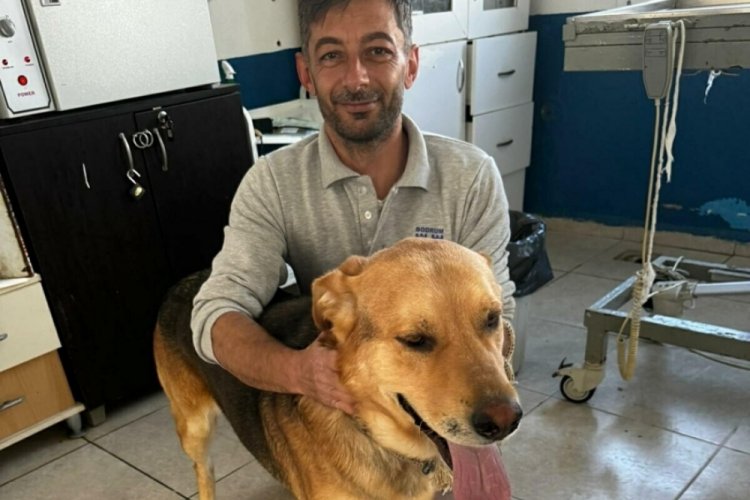 Muğla'da, zehirlenen k&ouml;peklerden 5'i kurtarıldı