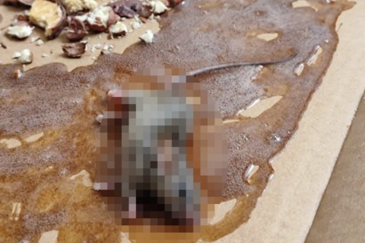 Bursa'da KYK yurdunu fareler bastı!
