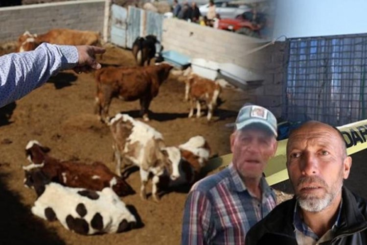 Nevşehir'de boğa saldırısından oğlunu kurtardı, kendi feci şekilde can verdi