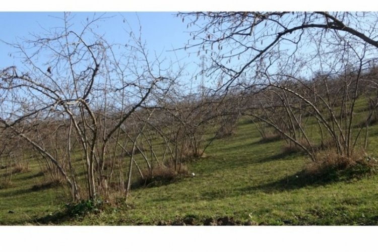 Fındıkta verim endişesi