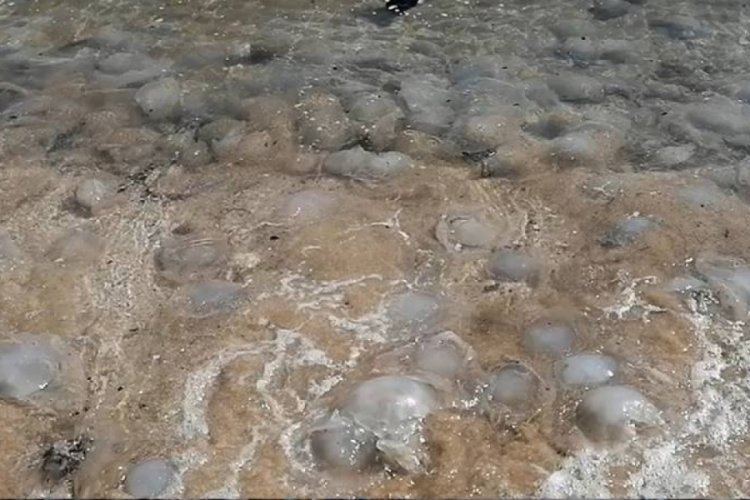 Uzmanından &ouml;nemli uyarı: &Ouml;l&uuml; bile olsa denizanalarına sakın dokunmayın!