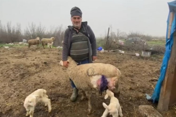 Balıkesir'de &ccedil;ift kafalı kuzu doğdu!
