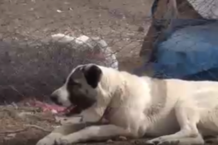 Kayseri'de k&ouml;peğin saldırdığı &ccedil;ocuk ağır yaralandı