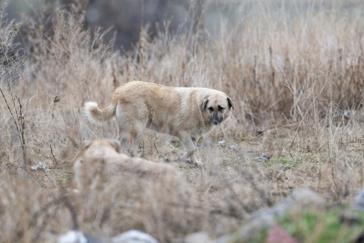 Diyarbakır'da sokak k&ouml;peklerinin saldırısı: 8 kişi yaralandı