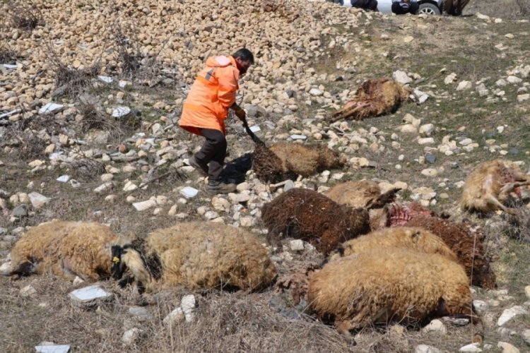 Muş'ta 80 adet k&uuml;&ccedil;&uuml;kbaş telef oldu