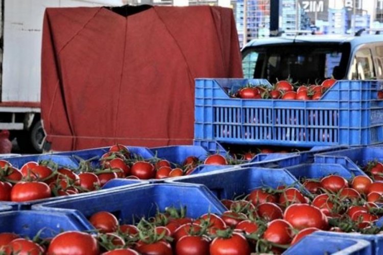 Antalya'da domates fiyatı arttı