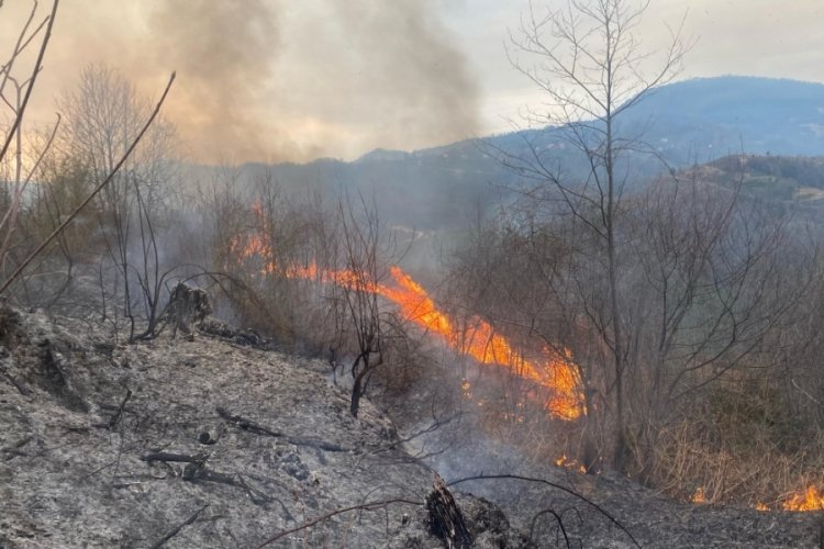 Artvin'de orman yangını