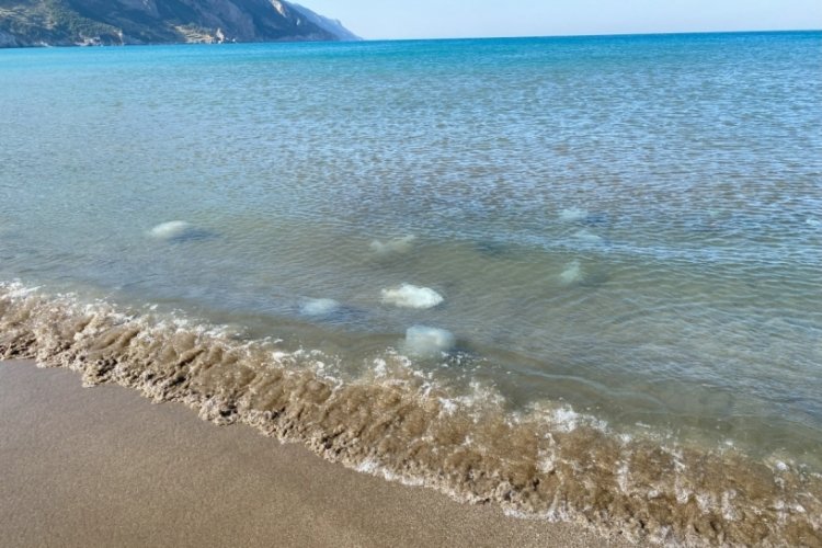 Akdeniz'in Hatay kıyılarında &ouml;l&uuml; denizanaları kıyıya vurdu