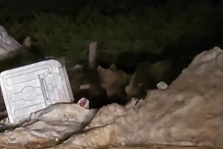 Uludağ'da a&ccedil; kalan ayılar &ccedil;&ouml;p konteynerlerinde yemek aradı