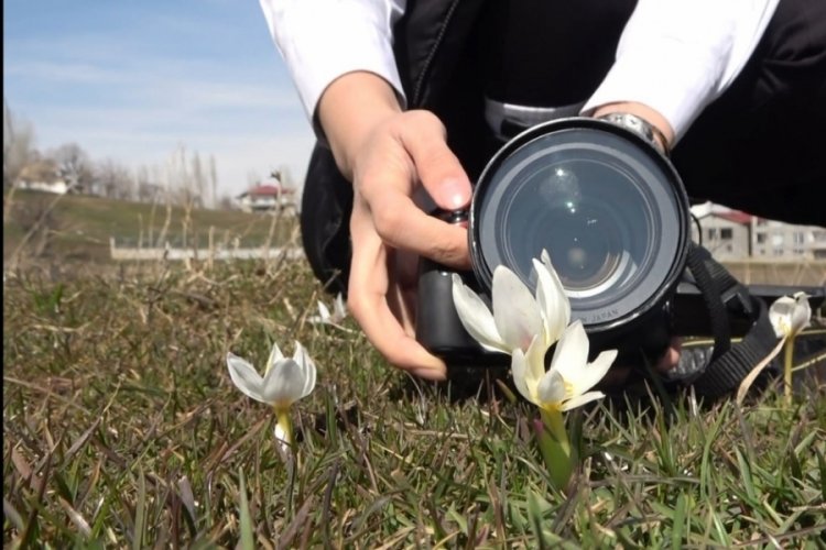 Muş'ta fotoğraf&ccedil;ılar kardelenlerin g&uuml;zelliğini objektiflerine taşıdı