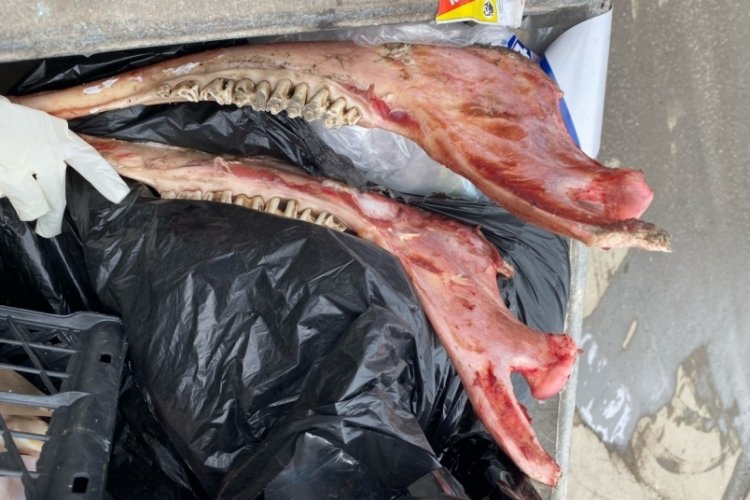 D&uuml;zce'de &ccedil;&ouml;p konteynerinde at kemikleri bulundu