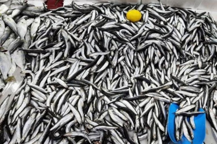 Kocaeli'de 307 balık&ccedil;ıya 4.5 milyon TL destek