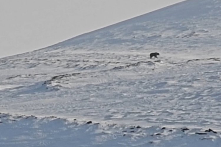 Bitlis'de ayılar, kış uykusundan uyandı