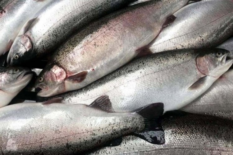 Doğu Karadeniz'in somon ihracatı arttı