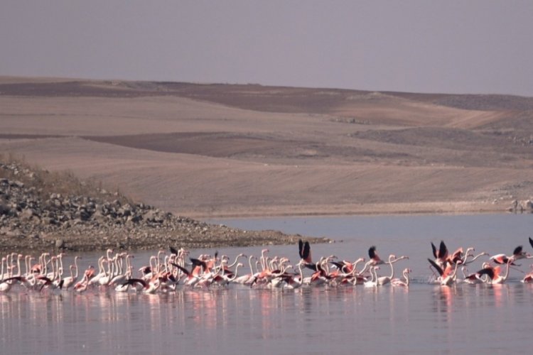 Flamingo akını bozkırı renklendirdi
