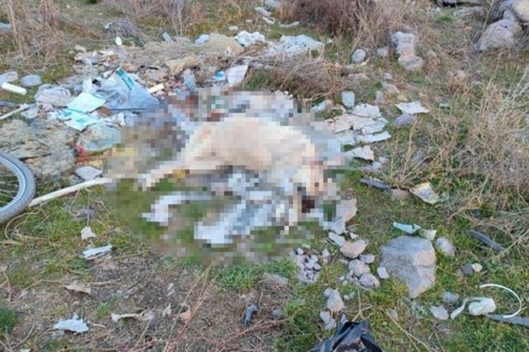 Ankara'da sokak k&ouml;peği, ağzı ve ayakları plastik kelep&ccedil;eyle bağlı halde &ouml;l&uuml; bulundu!