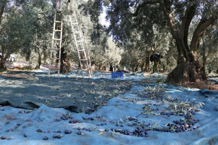 Zeytin &uuml;reticisine 860 milyon TL kredi desteği