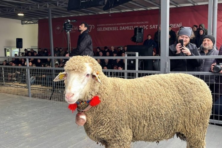 Merinos ko&ccedil;u 150 bin liradan satıldı