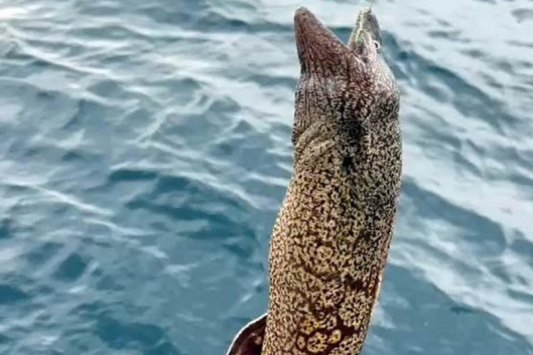 Muğla'da 1 metre boyunda m&uuml;ren yakalandı