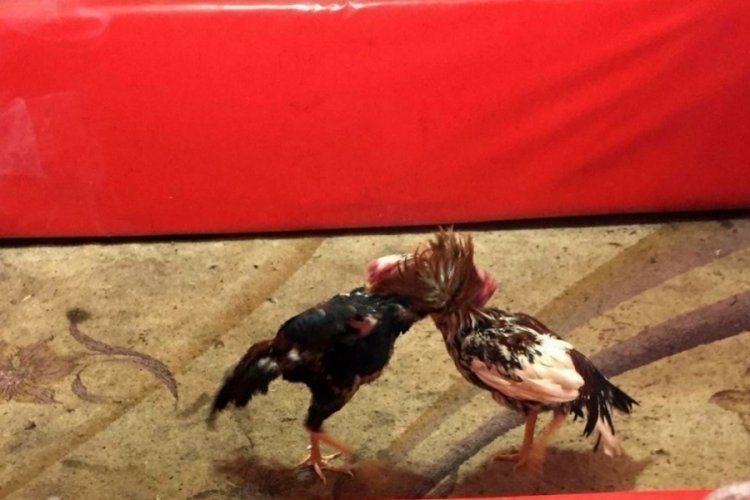 Erzincan'da horoz d&ouml;v&uuml;şt&uuml;ren 16 kişi hakkında işlem yapıldı