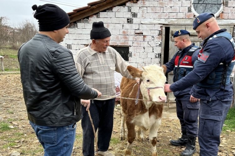 Yaşlı adamın &ccedil;alınan ineği jandarma ekiplerince Kastamonu'na bulundu