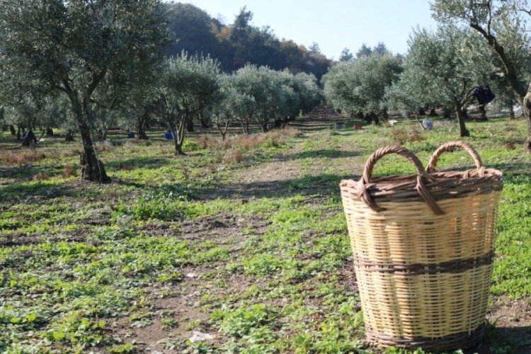 Marmarabirlik sanayi ama&ccedil;lı imar planına kavuştu