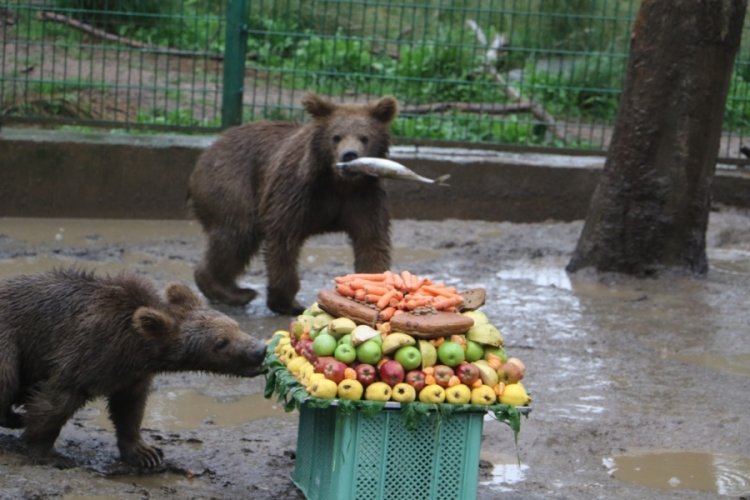 Bursa'da ayılara doğum günü sürprizi!