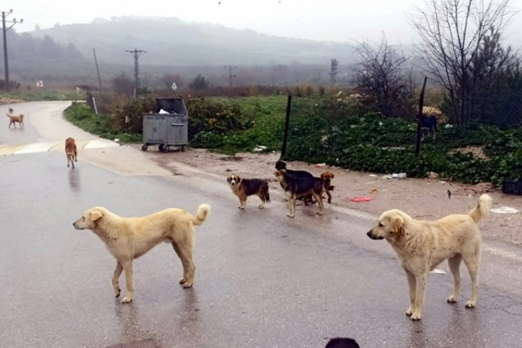 Bursa'da köpekler ölüyor!