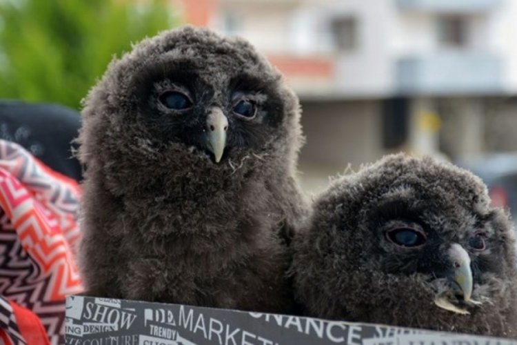 Balkonda buldu, evinde baykuş beslemeye başladı