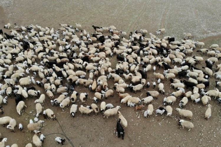 Koyun ve kuzuların renkli buluşması
