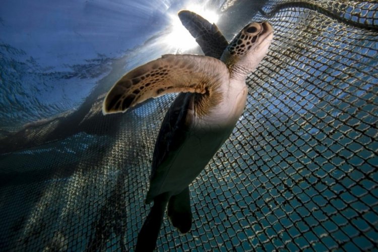 Deniz kaplumbağası yiyen 8 kişi öldü