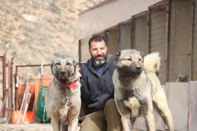 Sokak k&ouml;peklerinde kurt &ouml;zellikleri g&ouml;r&uuml;lmeye başladı