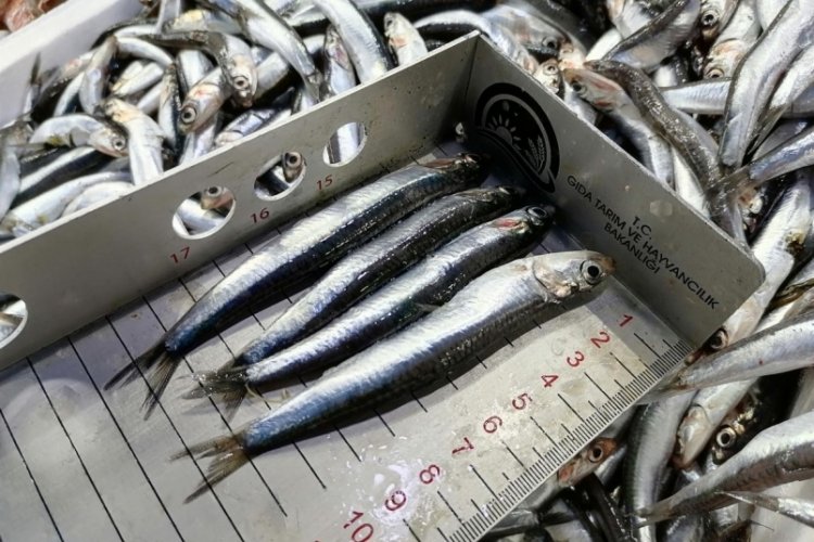 Zonguldak'ta Ramazan ayında balık tezgahları boş kaldı