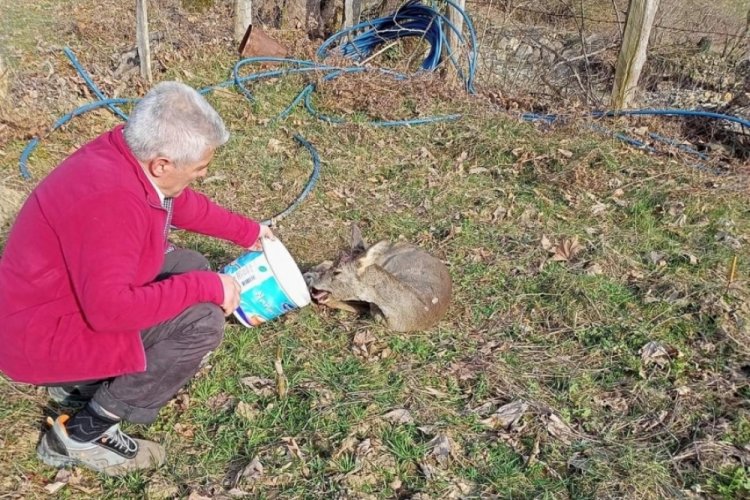 Bah&ccedil;ede bitkin halde bulunan karaca doğaya salındı