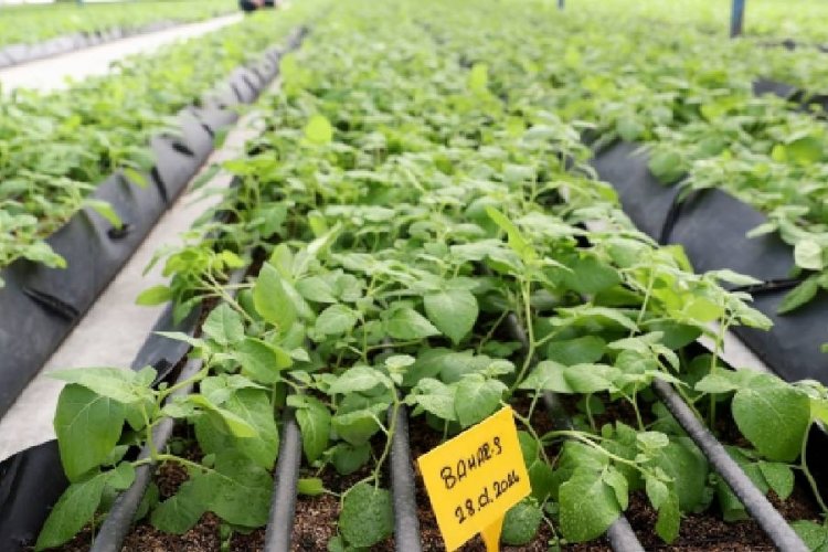 Nevşehirli patates &uuml;reticisi tarihe ge&ccedil;ti