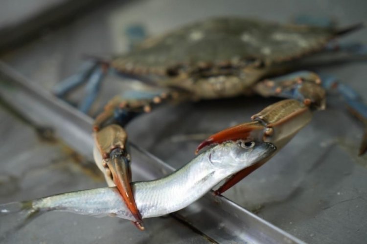 Boyları 22 santime kadar b&uuml;y&uuml;yor! Karadeniz'in yeni korkulu r&uuml;yası