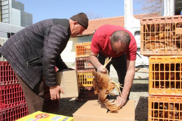 Karaman'da yumurtaları kendilerinin üretmesi için köylülere tavuk ve horoz dağıtıldı