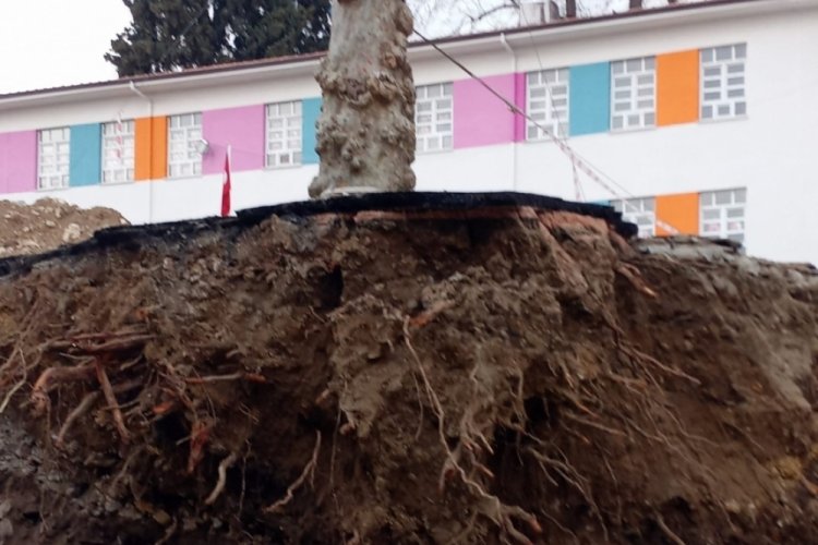 Bursa'da okul bahçesindeki ağaç vatandaşı tedirgin ediyor!