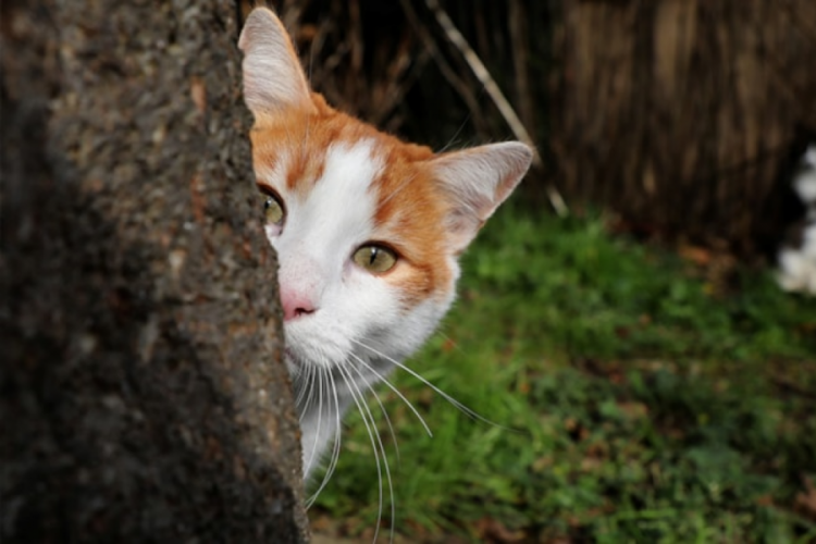 Kedi şehri alarma ge&ccedil;irdi!