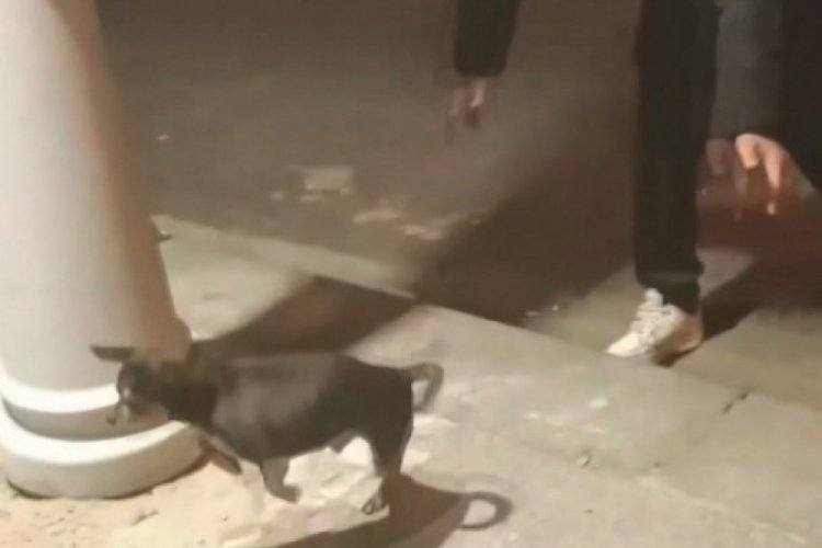 İstanbul'da bir gen&ccedil; elektrik ka&ccedil;ağını yavru k&ouml;pekle test etti